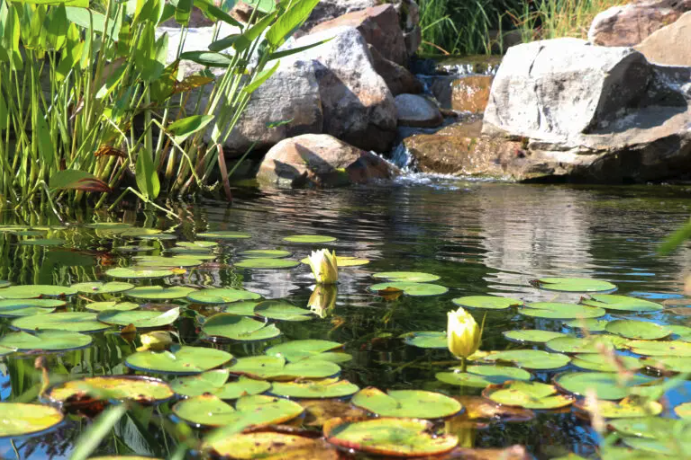 Pond Benefits